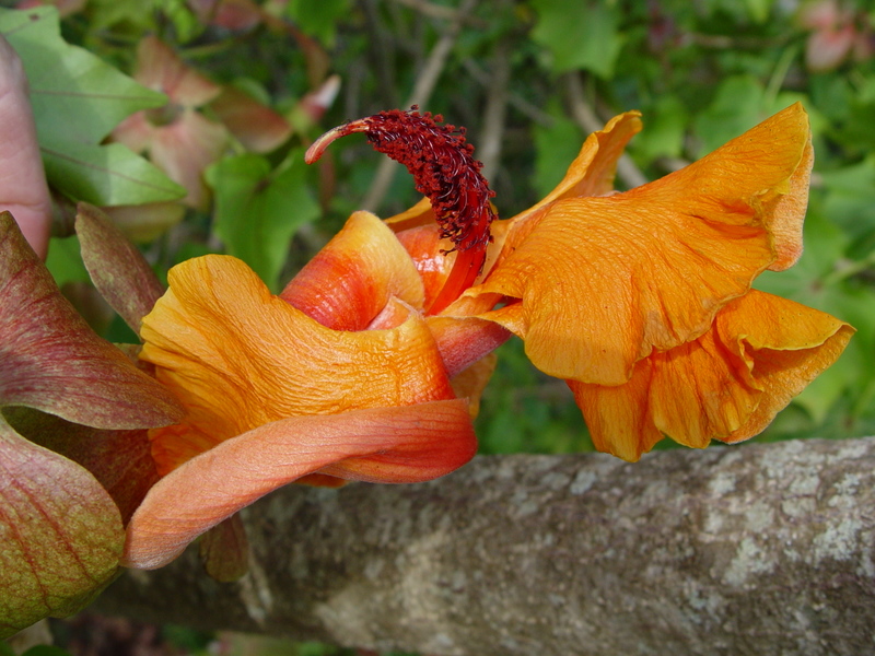 Kokia kauaiensis   - Flower detail