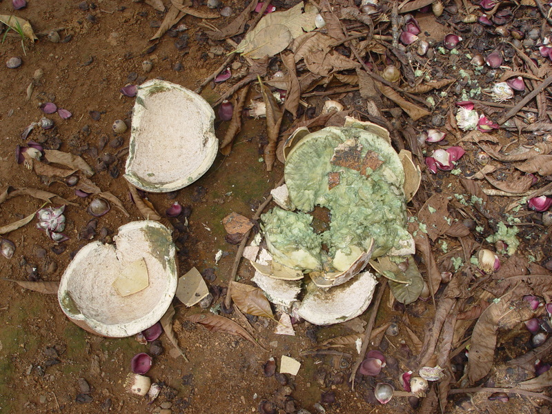Couroupita guianensis   - Broken fruit shell revealing separated inner casing containing seeds