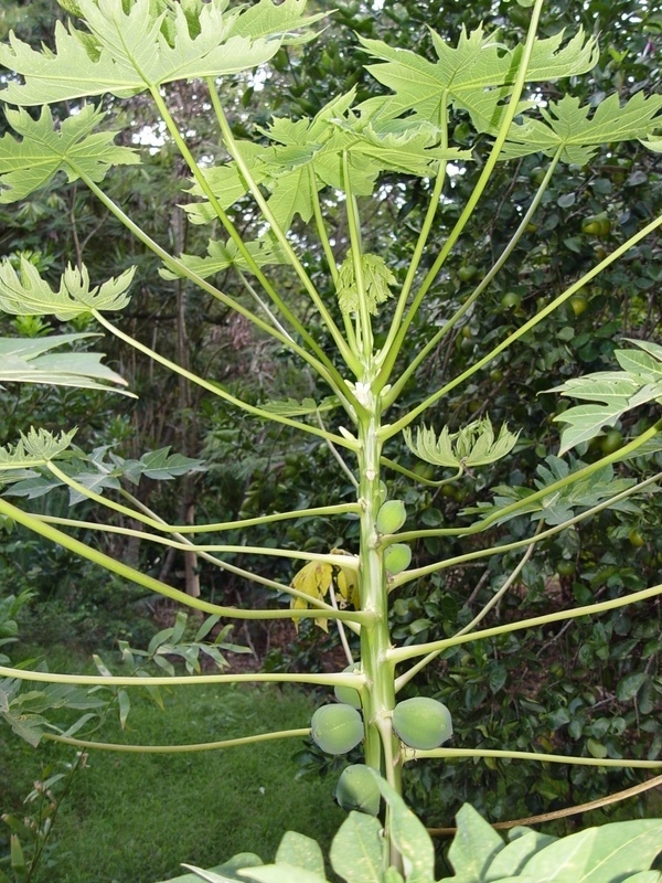 Carica papaya   - Top of plant with young fruits, flowers