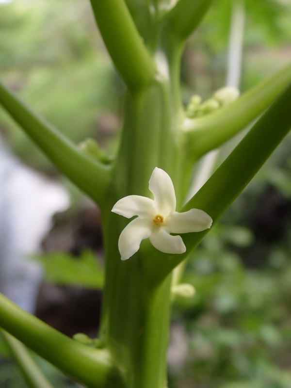 Carica papaya   - Mature hermaphroditic flower