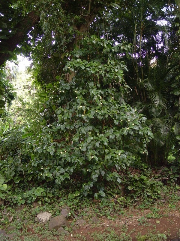 Morinda citrifolia   - Habit