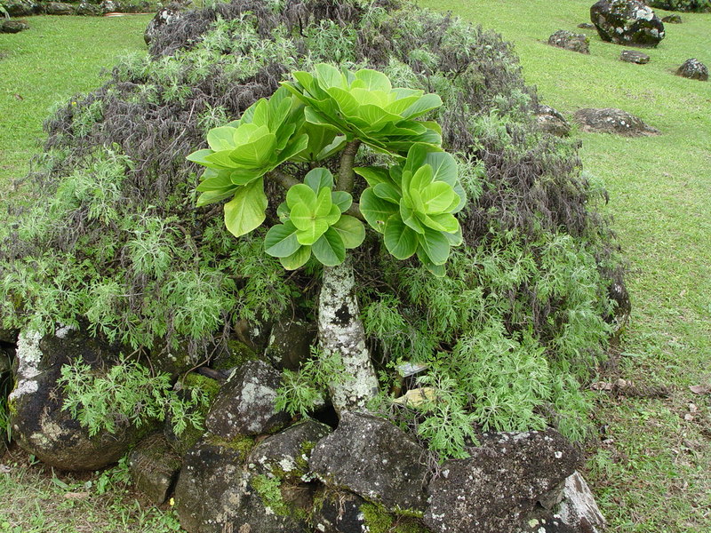 Brighamia insignis   - Habit, with atypical side branches