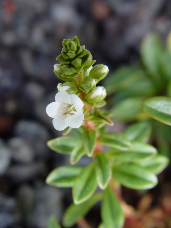 Lysimachia mauritiana   - Stem with buds and flowers