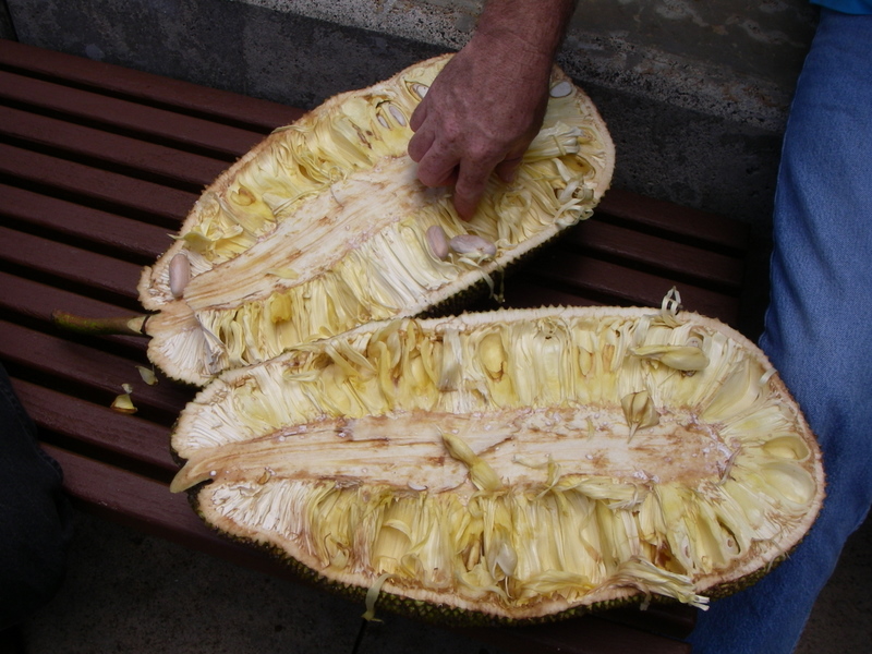 Artocarpus heterophyllus   - Split fruit revealing seeds