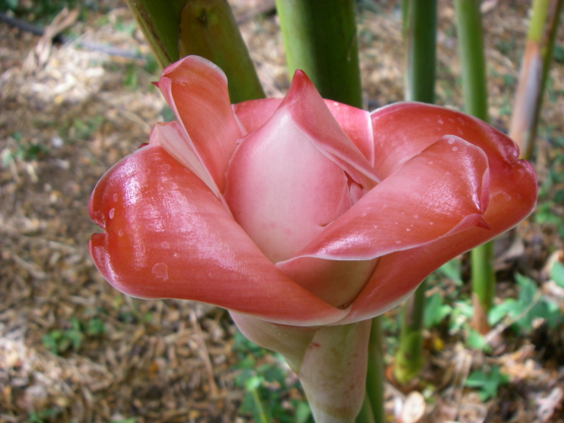Etlingera elatior   - Inflorescence opening