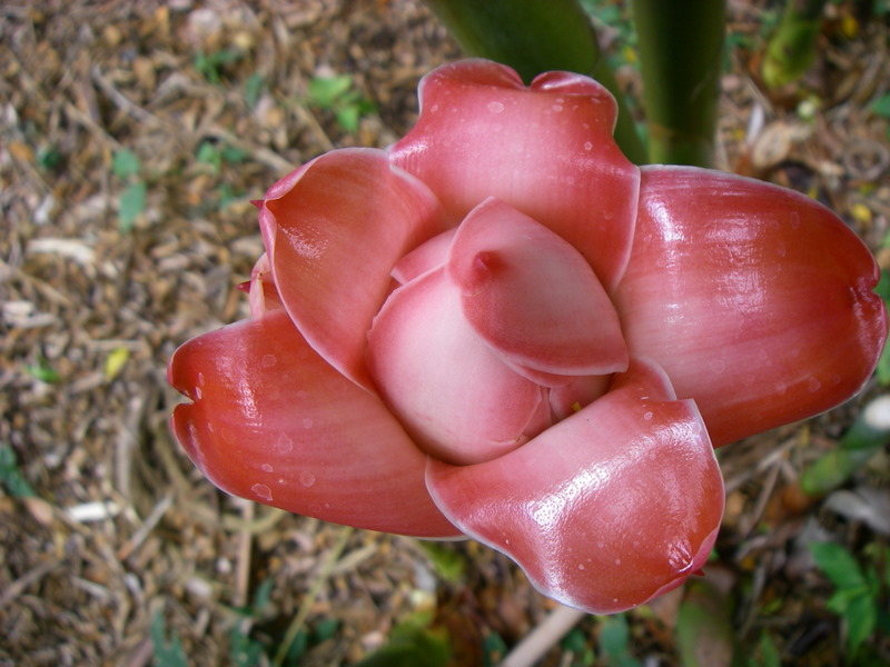 Etlingera elatior   - Inflorescence opening detail