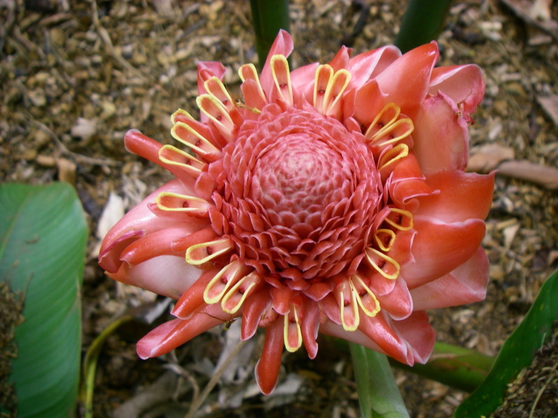 Etlingera elatior   - Inflorescence fully open exposing yellow rimmed flowers