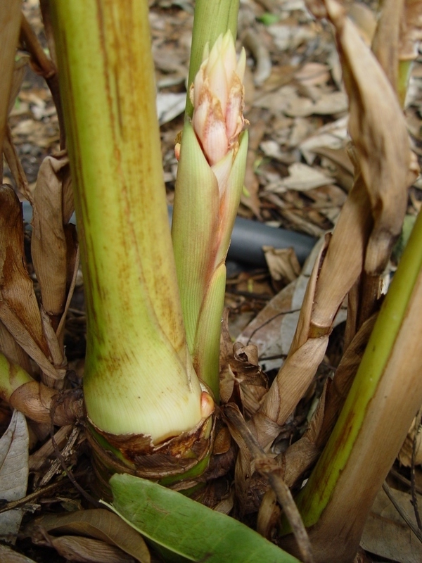 Renealmia alpina   - Bract emerging near plant base