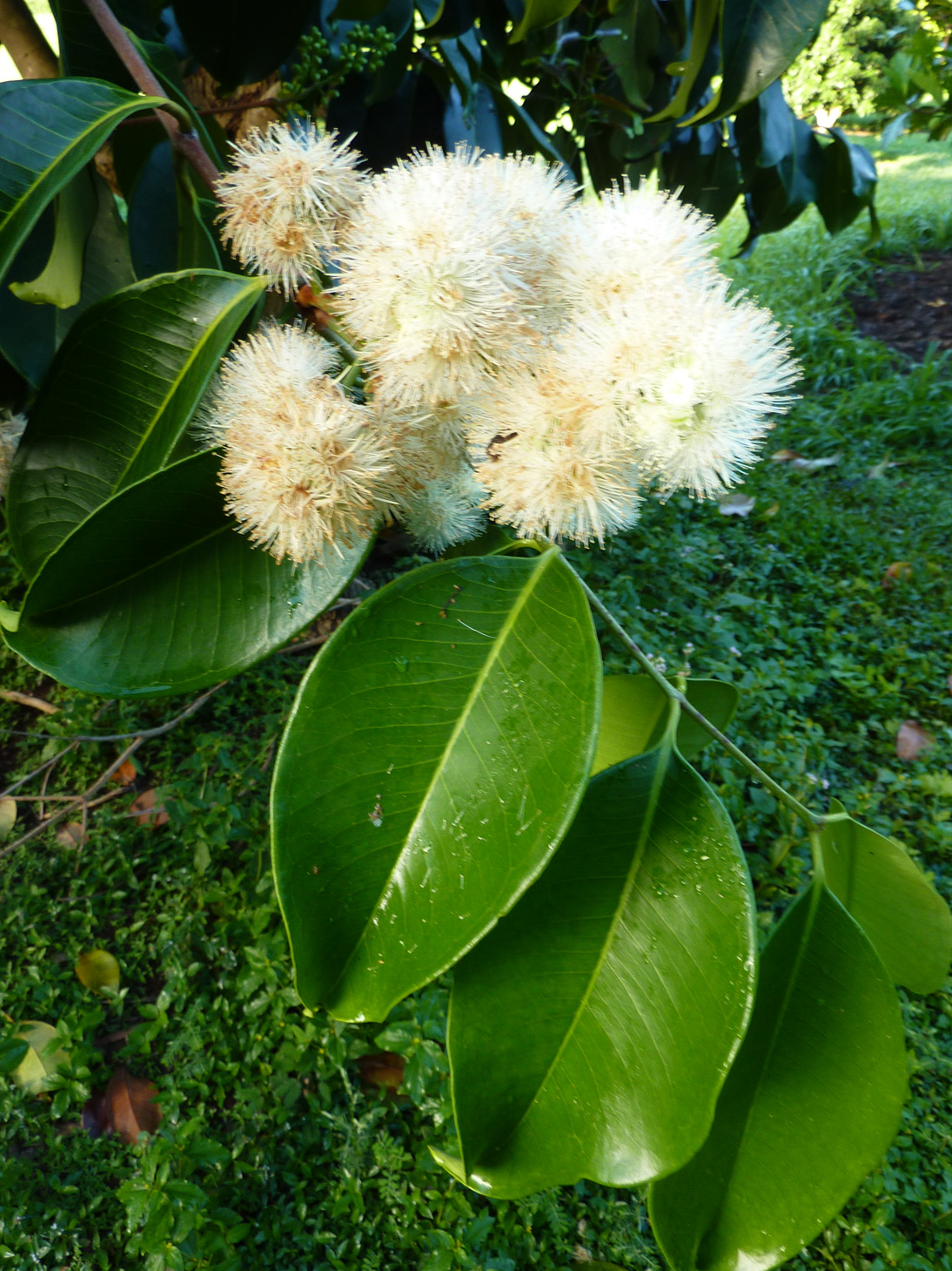 Syzygium samarangense   - Flowering Stem