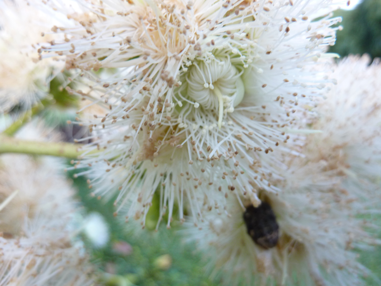 Syzygium samarangense   - Flower Detail
