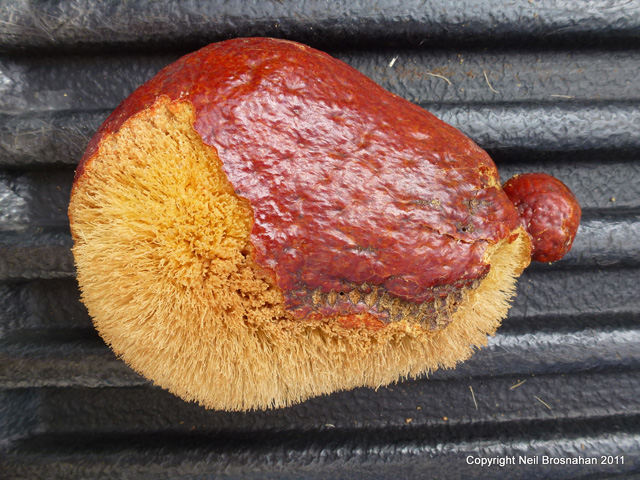Hyphaene thebaica   - Fruit showing fibers under pericarp