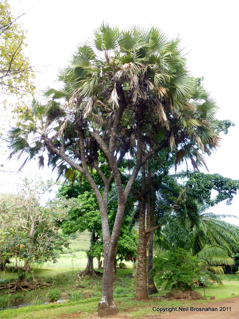 Hyphaene thebaica   - Habit