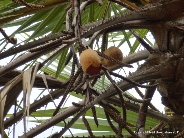 Hyphaene thebaica   - Inflorescence with 2 fruits