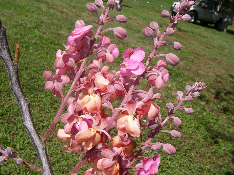 Cassia grandis   - Branch with flower stalks showing buds and open flowers