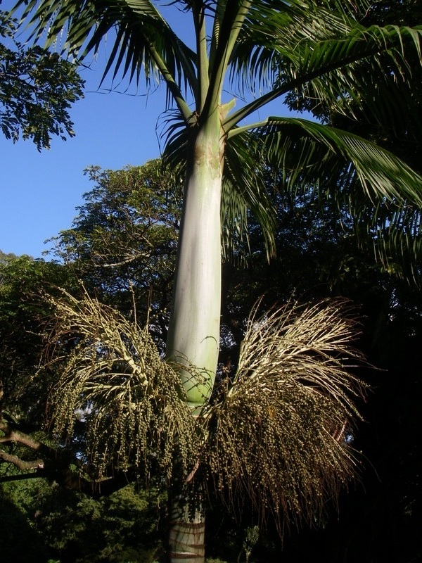Clinostigma savoryanum   - Inflorescence 