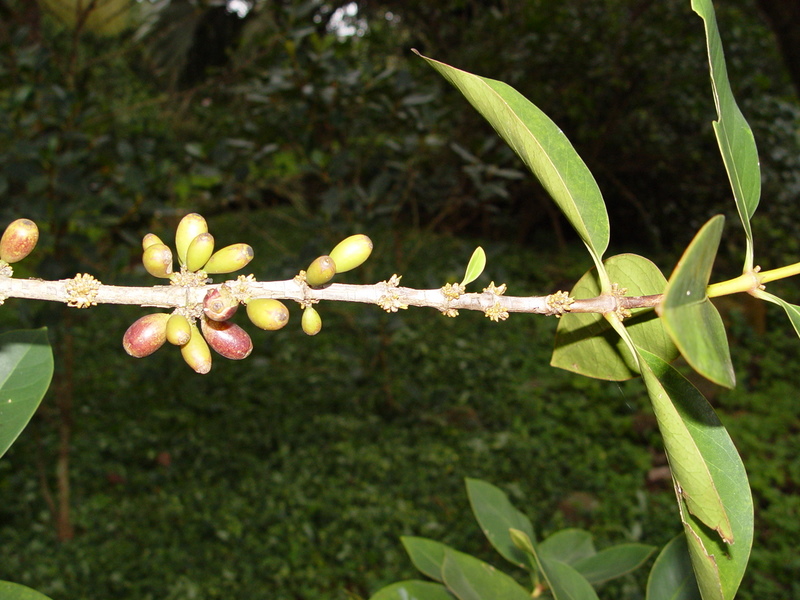Coffea mauritiana   - Fruiting branch with leaves
