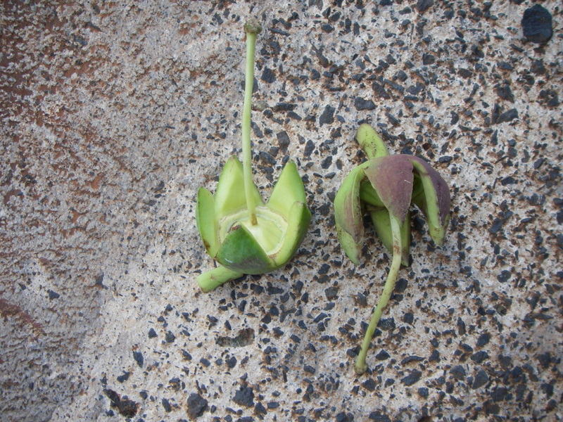 Duabanga grandiflora   - Fruit casing after flowering