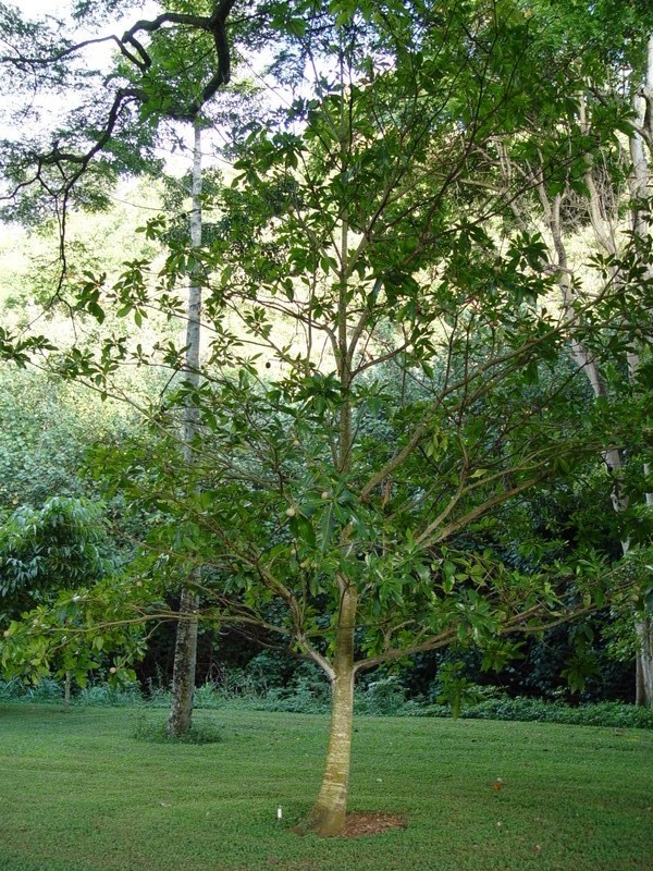 Genipa americana   - Maturing tree detail
