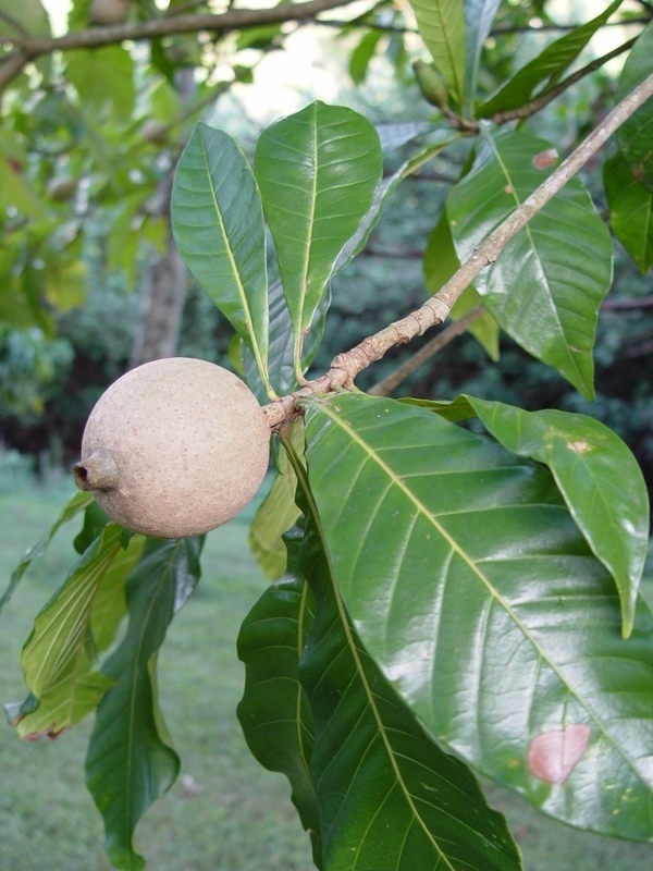 Genipa americana   - Fruit and leaf detail