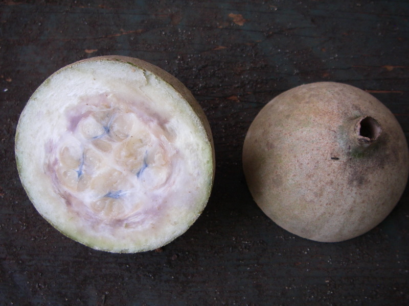 Genipa americana   - Whole and dissected fruit