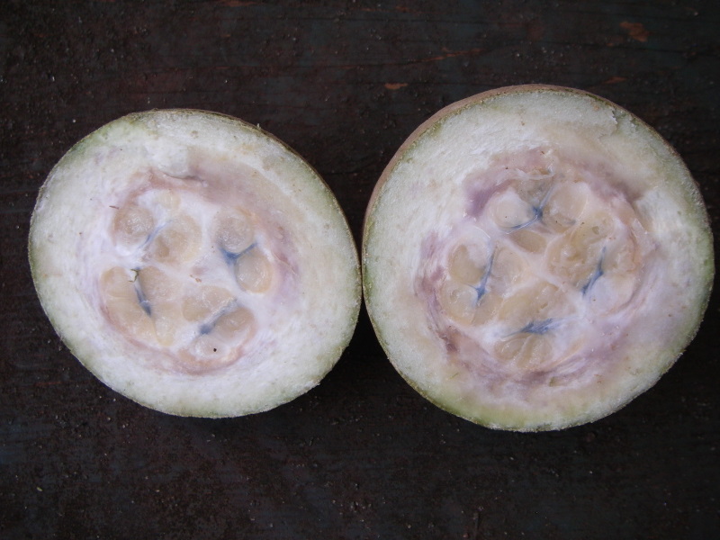 Genipa americana   - Fruit dissected