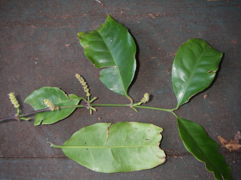 Gnetum gnemon   - Branch with leaves and flower/fruit stalk