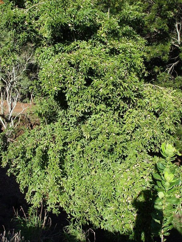 Manilkara zapota   - Tree habit as viewed from above