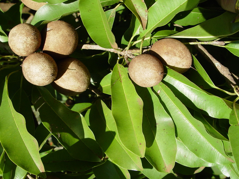 Manilkara zapota   - Leaf detail with fruit