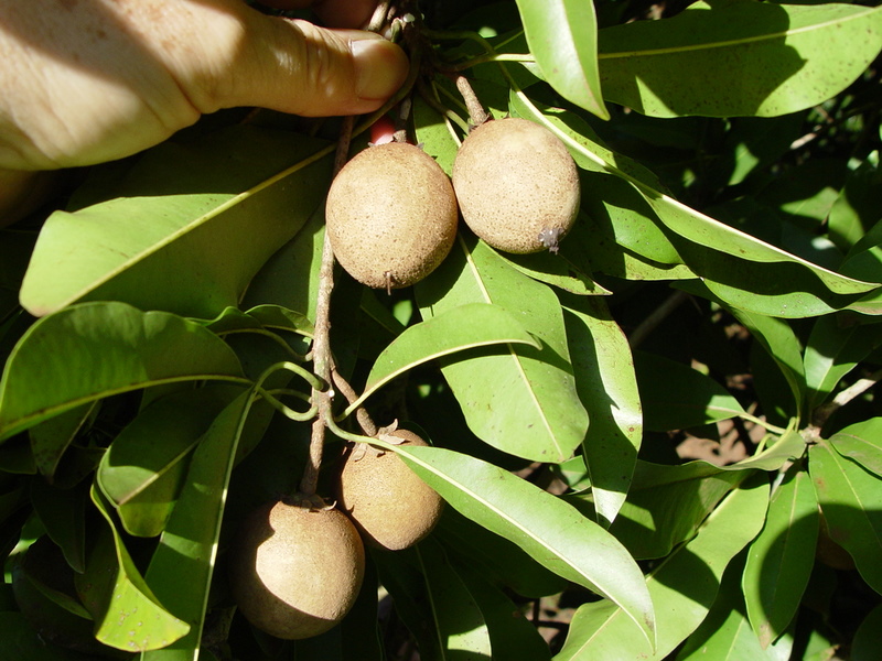 Manilkara zapota   - Fruit size comparison