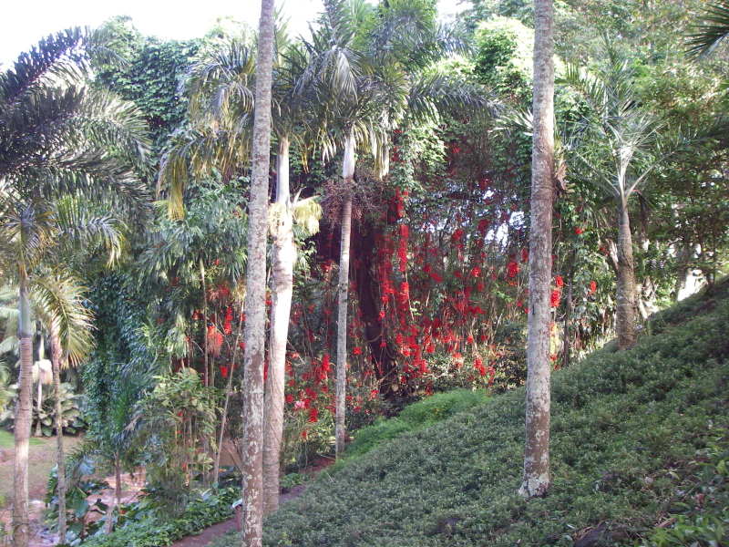 Mucuna novo-guineensis   - Distance visual of vine habit