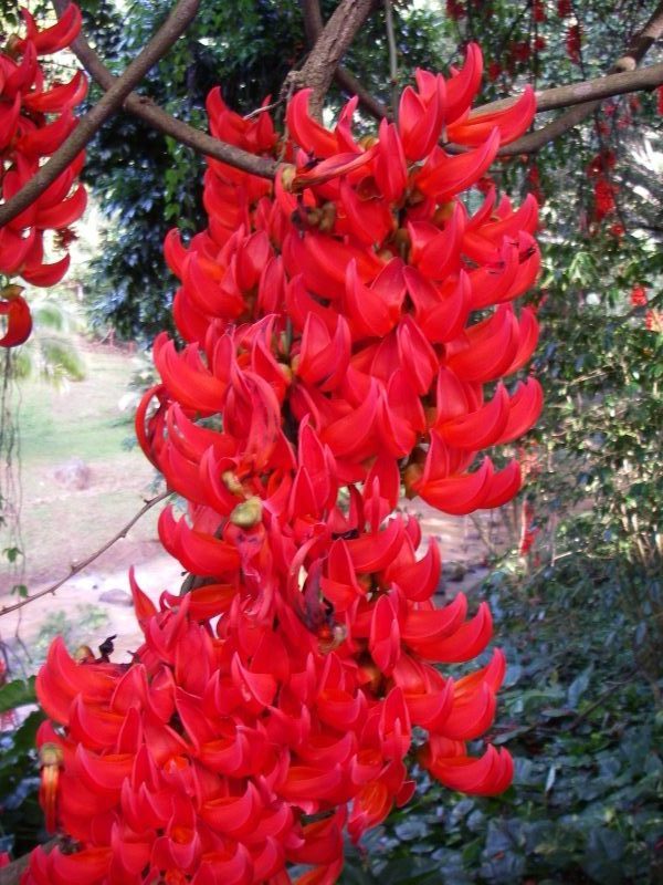 Mucuna novo-guineensis   - Large flower cluster detail