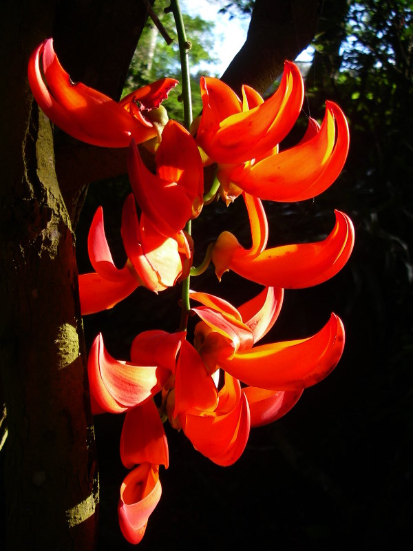 Mucuna novo-guineensis   - Small cluster of flowers