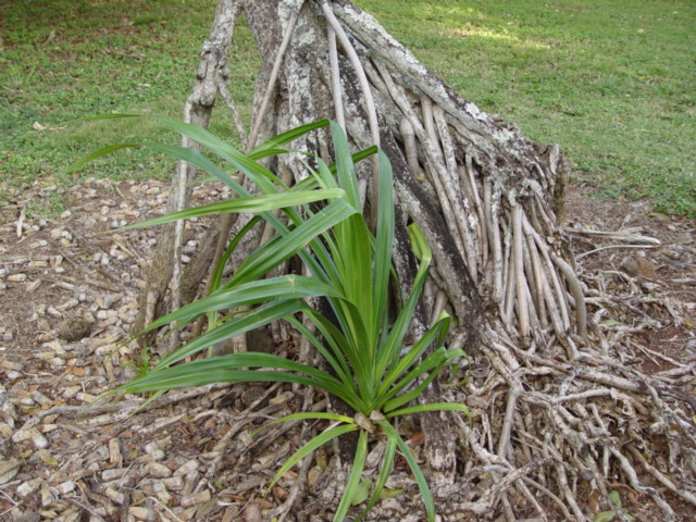 Pandanus tectorius   - Young seedling appears at base of aerial roots