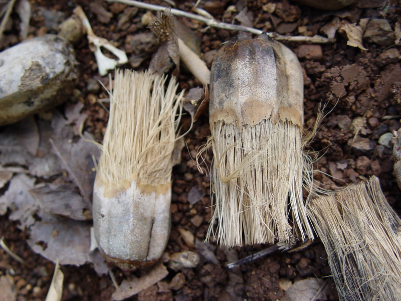 Pandanus tectorius   - Dry keys