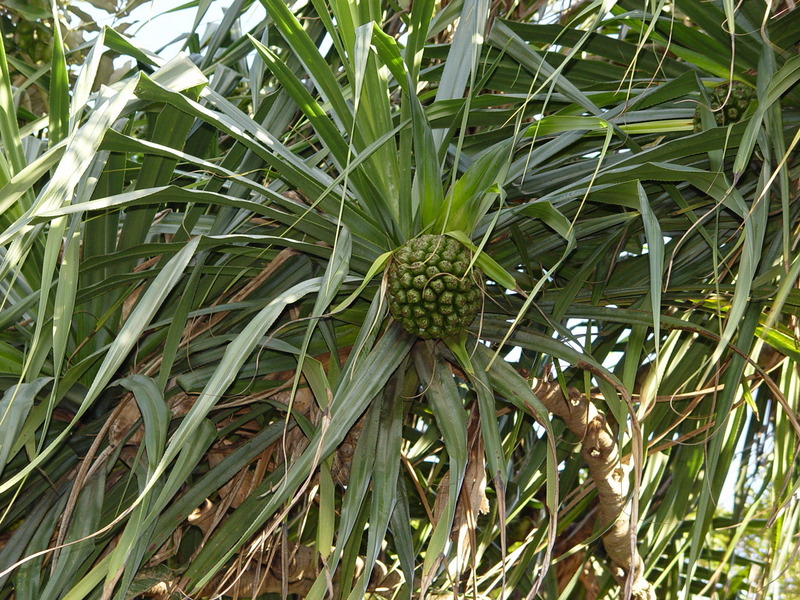 Pandanus tectorius   - Fruit behavior