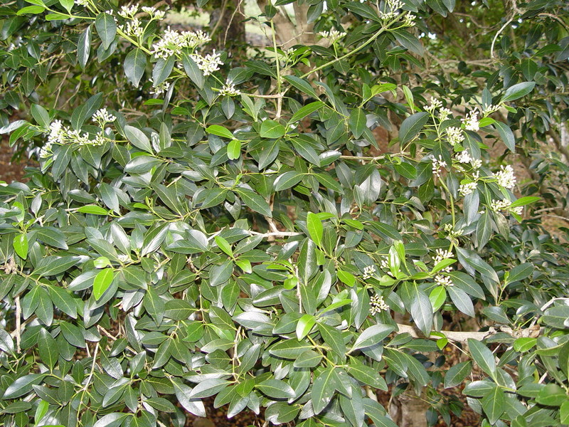 Psydrax odorata   - Habit