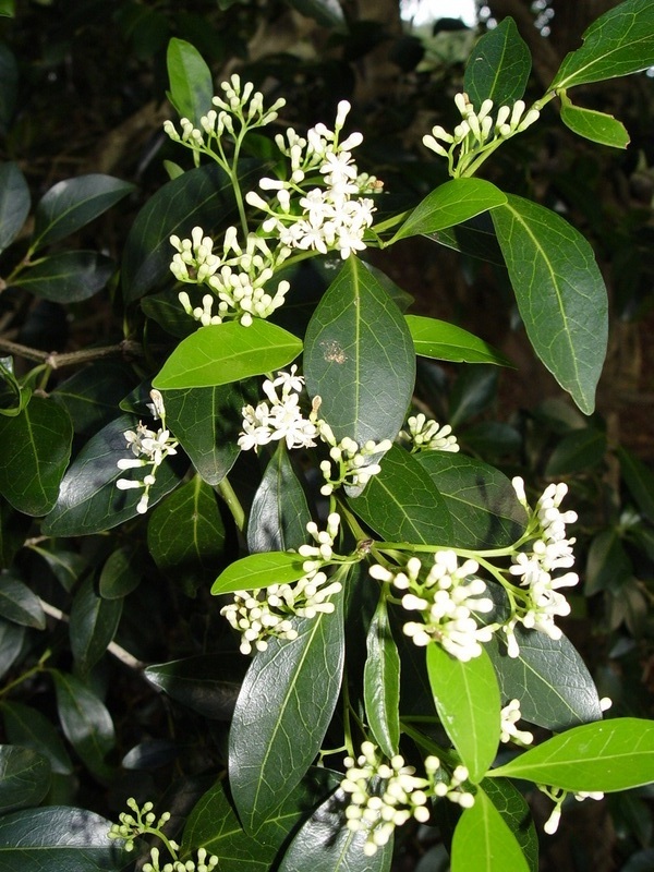 Psydrax odorata   - Flowers, buds and new leaves