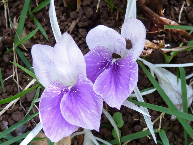 Kaempferia rotunda   - Flower detail