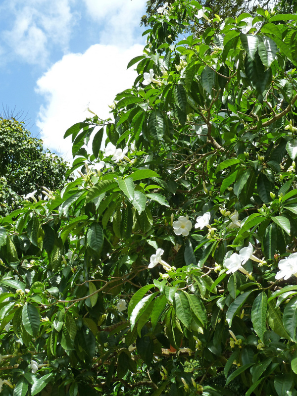 Stemmadenia litoralis   - Leaves and flowers