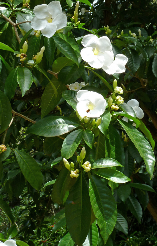Stemmadenia litoralis   - Flower detail