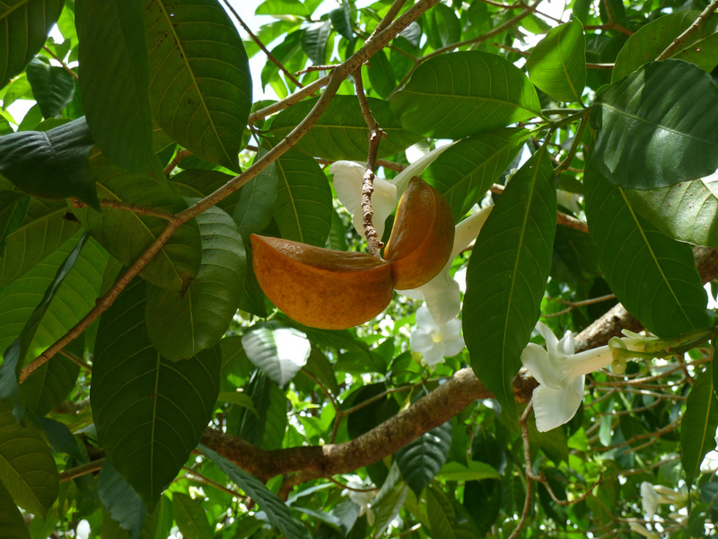 Stemmadenia litoralis   - Fruit