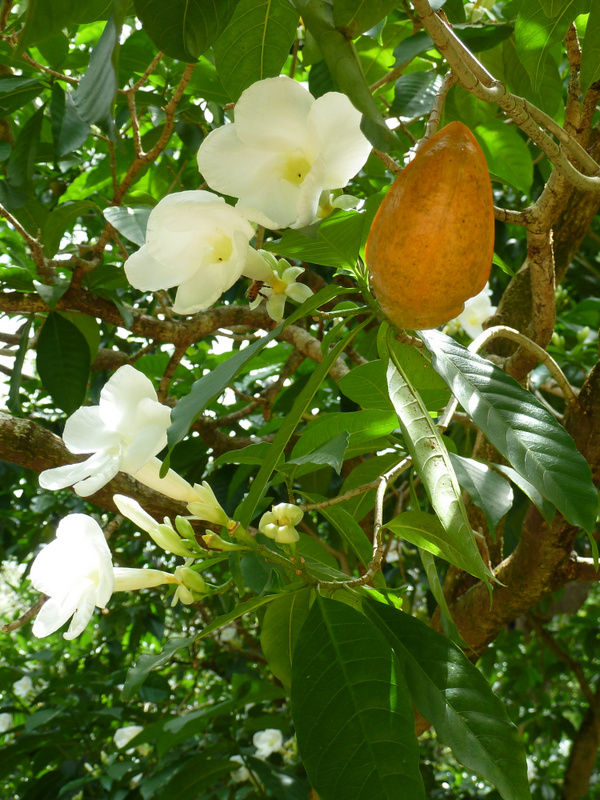 Stemmadenia litoralis   - Flower detail and fruit