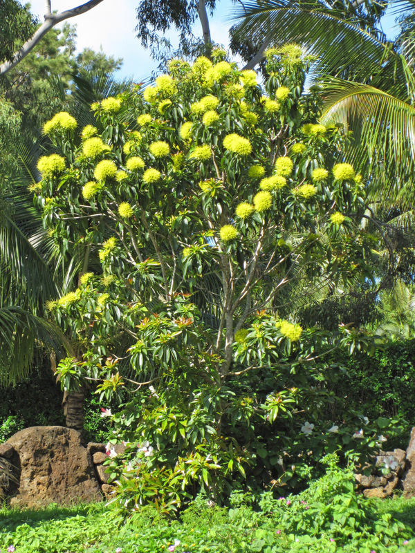 Xanthostemon chrysanthus   - Habit