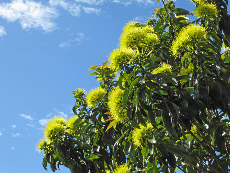 Xanthostemon chrysanthus   - Inflorescence