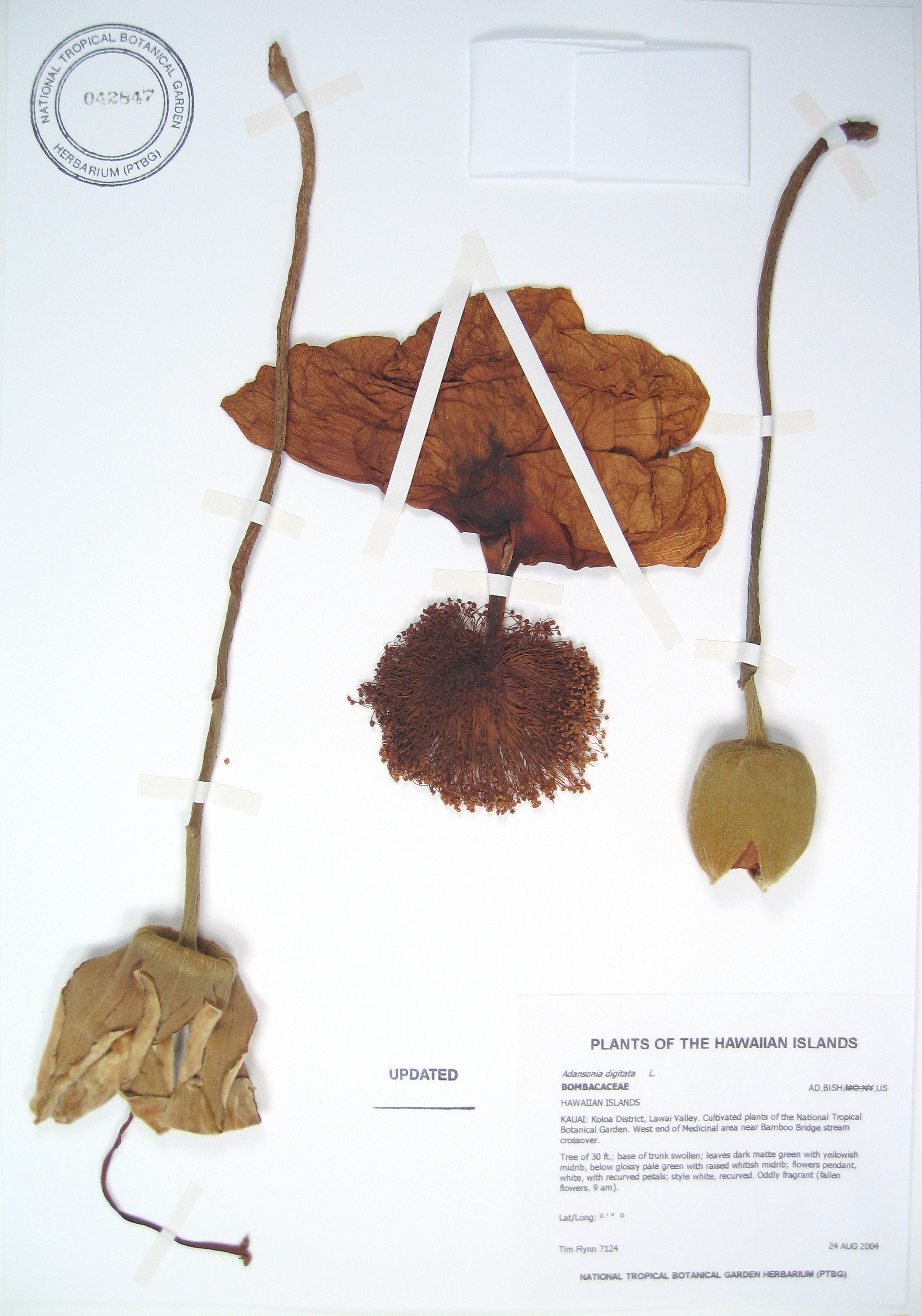 Adansonia digitata   - 