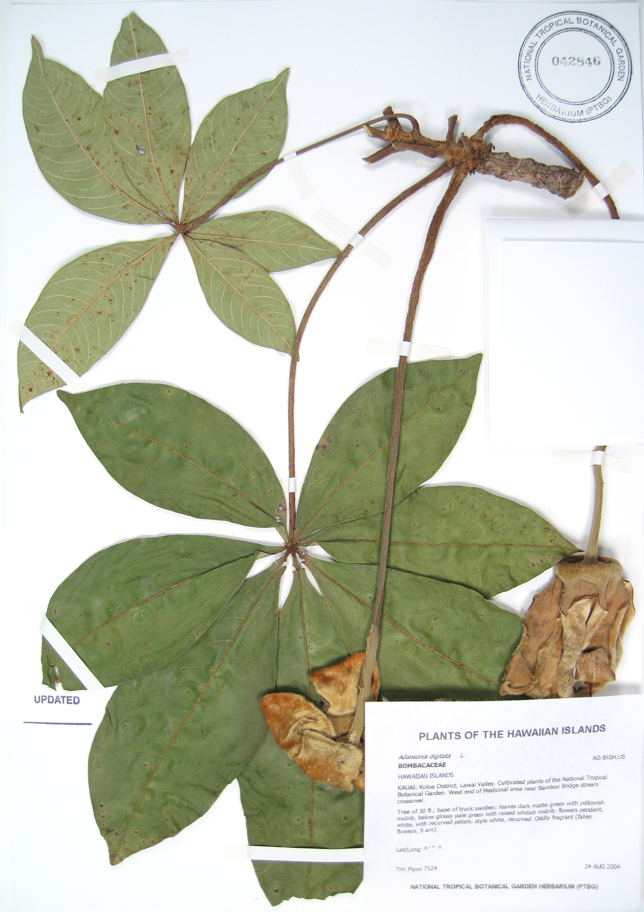 Adansonia digitata   - 