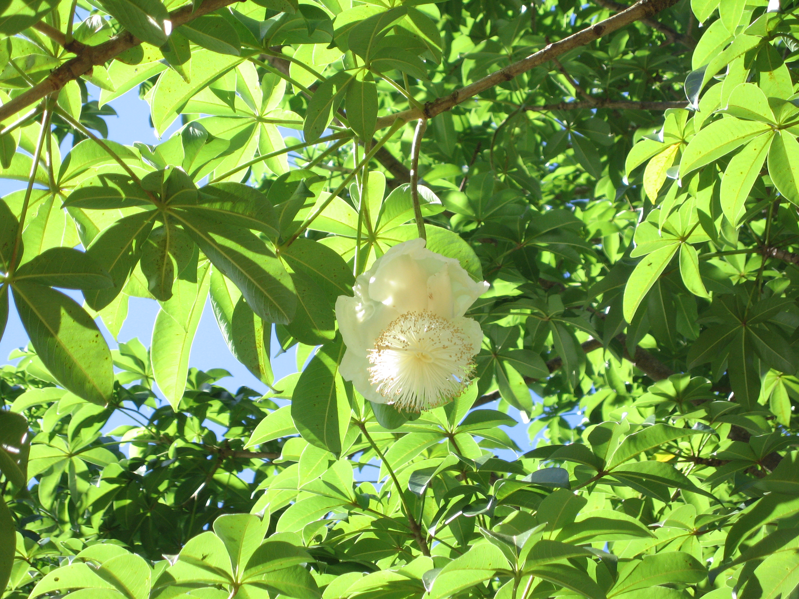 Adansonia digitata   - 