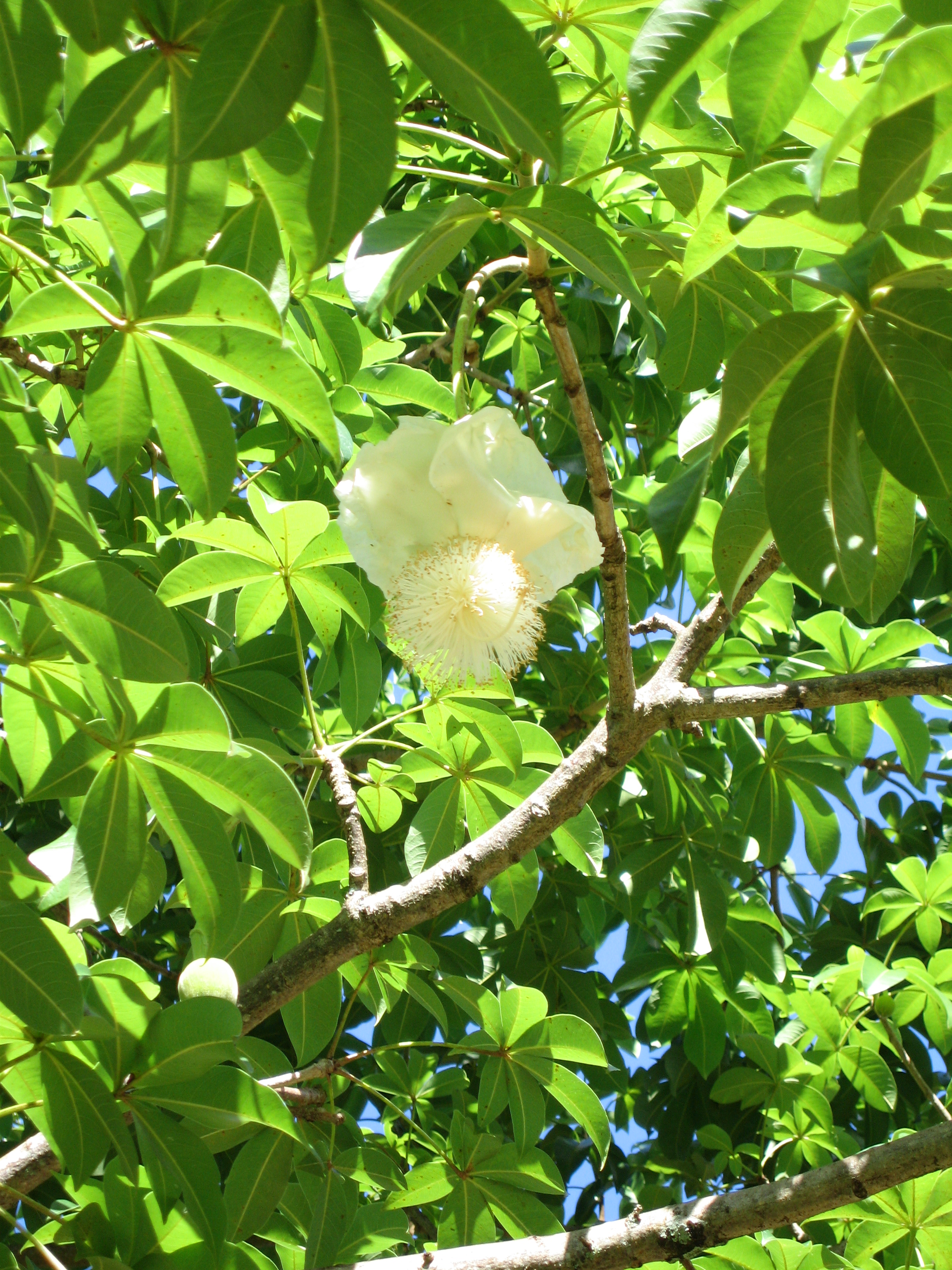 Adansonia digitata   - 