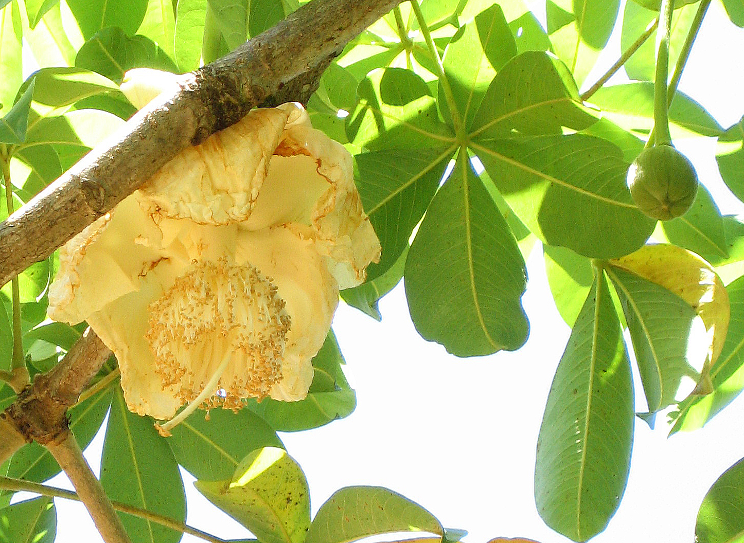 Adansonia digitata   - 