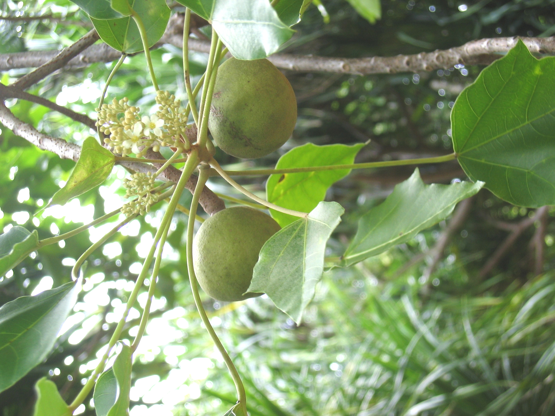 Aleurites moluccana   - 
